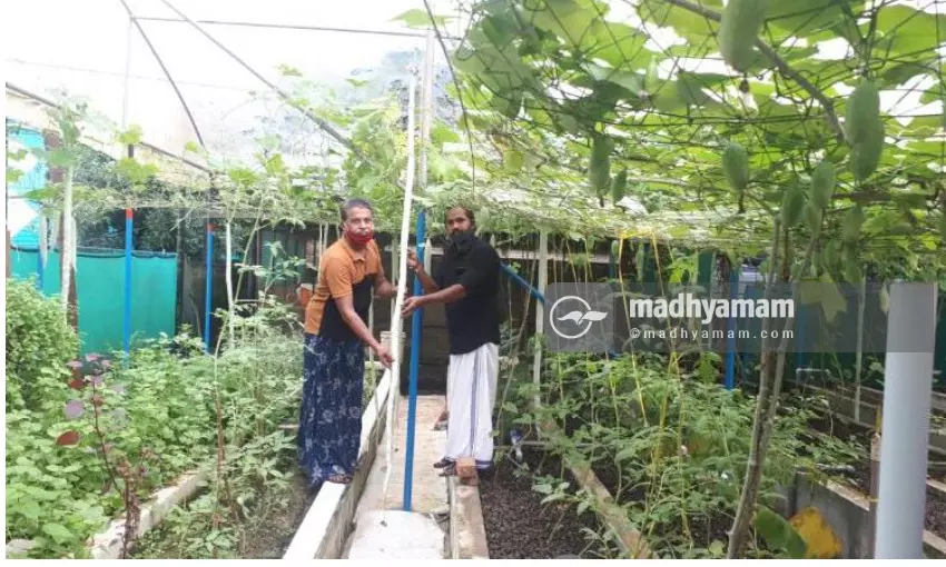 പടവലങ്ങ നീളമെന്നാൽ ഇനി 2.65 മീറ്റര്‍; കുന്നുകരയിലെ പടവലങ്ങ ഗിന്നസ് റെക്കോഡിലേക്ക്