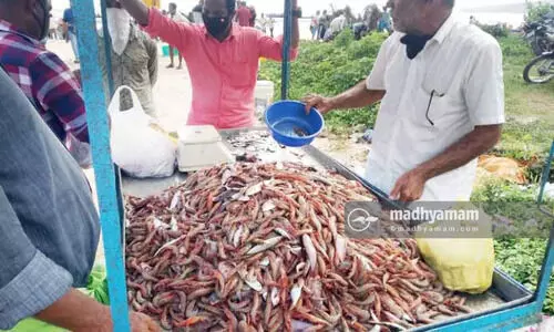 പുതിയങ്ങാടിയിൽ ചെമ്മീൻ ചാകര