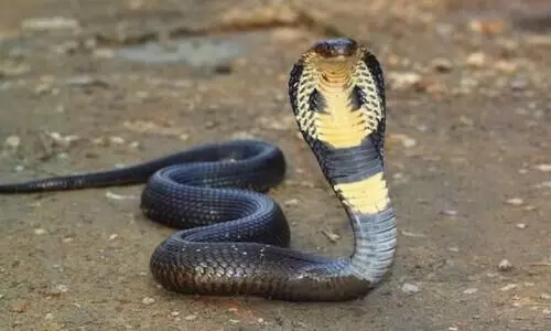 പാമ്പുകടിയേറ്റുള്ള മരണം: നിർദേശങ്ങളുമായി ആരോഗ്യ വകുപ്പ്