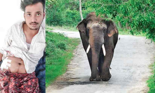 ബൈ​ക്ക് യാ​ത്ര​ക്കാ​ർ​ക്കുനേ​രെ കാ​ട്ടാ​ന​ ആ​ക്ര​മ​ണം