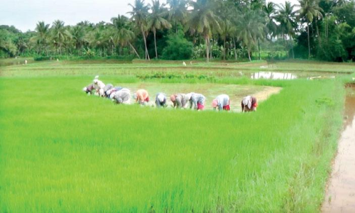 മലയോരങ്ങളിൽ സമരപരമ്പര; കർഷകർക്ക്​ പിന്തുണ പ്രഖ്യാപിച്ച്​ സഭകൾ