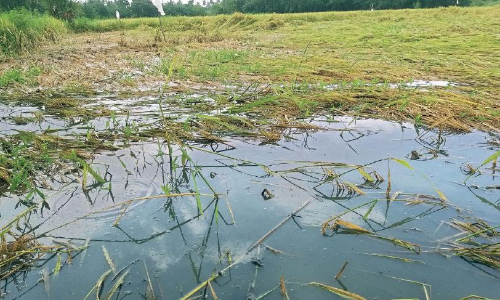 ക​ണ്ണീ​ർ​പാ​ട​ത്ത്...