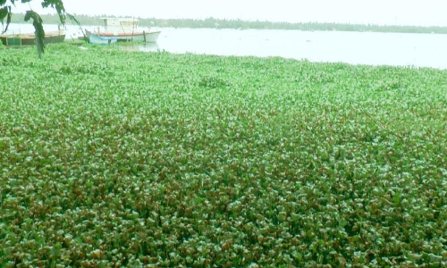 പോളപ്പായൽ നിറഞ്ഞ്​ ഇടക്കൊച്ചി കായൽ