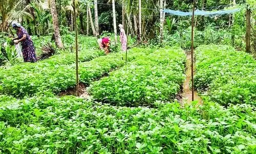 കൂർക്കയിലും വിജയം കൊയ്യാൻ ചേന്ദമംഗലം