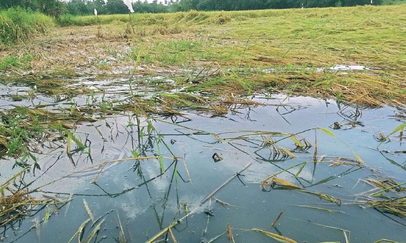 കണ്ണീർപാടത്ത്... കണ്ണീർപാടത്ത്...