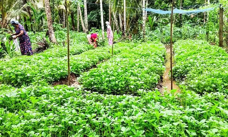 കൂർക്കയിലും വിജയം കൊയ്യാൻ ചേന്ദമംഗലം കൂർക്കയിലും വിജയം കൊയ്യാൻ ചേന്ദമംഗലം