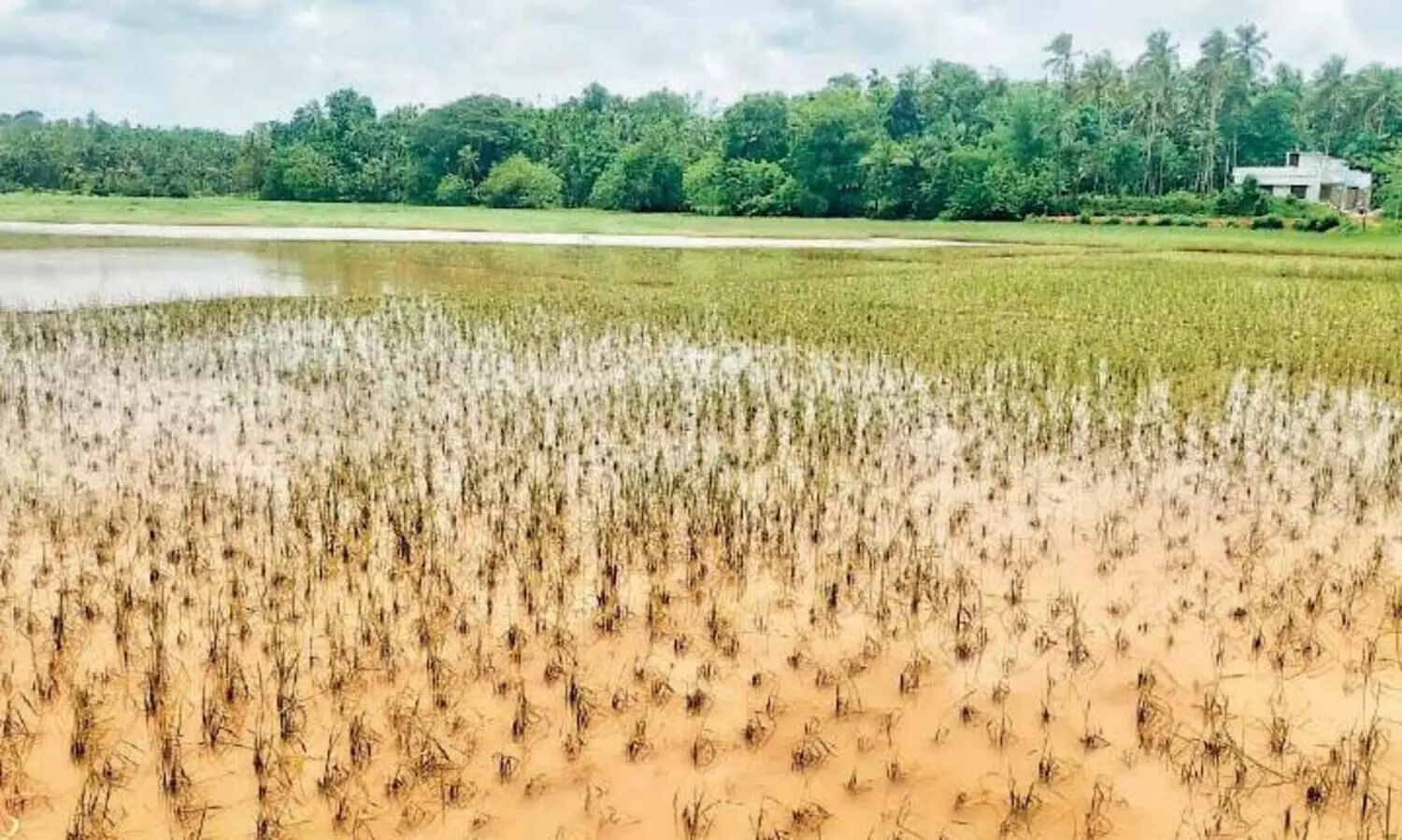 വീടിന്​ വയൽ നികത്തൽ:  അനുമതി 2008ന് മുമ്പ്​ ഉടമസ്​ഥതയുള്ളവർക്ക്​​ മാത്രം –ഹൈകോടതി