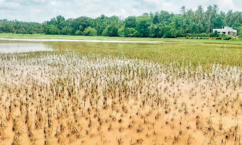 വീടിന്​ വയൽ നികത്തൽ:  അനുമതി 2008ന് മുമ്പ്​ ഉടമസ്​ഥതയുള്ളവർക്ക്​​ മാത്രം –ഹൈകോടതി