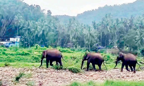 പോത്തുകല്‍ മുക്കത്ത് കാടിറങ്ങിയ കൊമ്പന്മാര്‍ ഭീതിപരത്തി