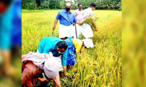 cultivation field, planted by the minister