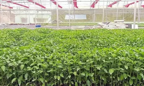 നടുക്കര ഹൈടെക് ഉൽപാദനകേന്ദ്രം വിത്തിട്ടു;15 ലക്ഷം പച്ചക്കറിത്തൈകൾ വളരുന്നു