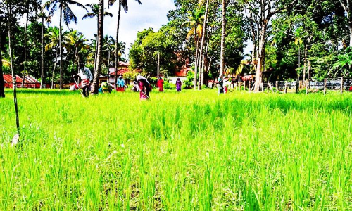 കരനെൽകൃഷിയുടെ വിജയഗാഥയുമായി പത്തിയൂർ ദുർഗാദേവി ക്ഷേത്രം