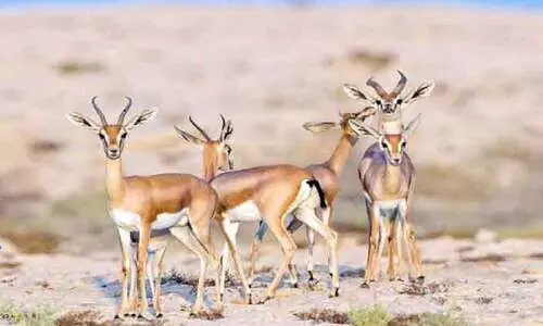 ദേശാടനപ്പക്ഷികളുടെ പറുദീസയായി ഖത്തർ