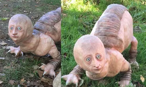 ഭീകരജീവിയെ പേടിച്ച്​ വാട്​സാപ്പ്​ മാമൻമാർ; വൈറലായ ചിത്രങ്ങൾ കാണാം