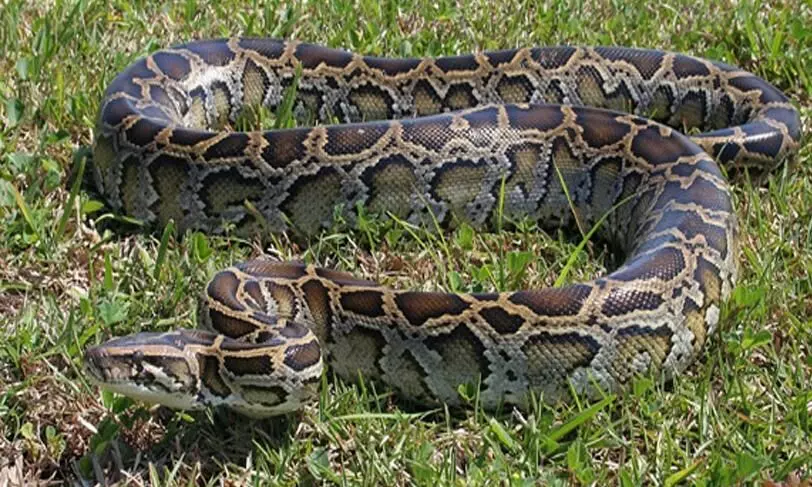 ടെറസിൽ ഒളിപ്പിച്ചിരുന്ന മലമ്പാമ്പ് നെയ് പിടികൂടി ടെറസിൽ ഒളിപ്പിച്ചിരുന്ന മലമ്പാമ്പ് നെയ് പിടികൂടി