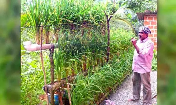 Paddy cultivation PVC pipe