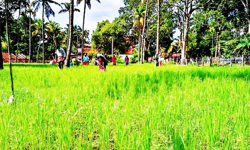 കരനെൽകൃഷിയുടെ വിജയഗാഥയുമായി പത്തിയൂർ ദുർഗാദേവി ക്ഷേത്രം കരനെൽകൃഷിയുടെ വിജയഗാഥയുമായി പത്തിയൂർ ദുർഗാദേവി ക്ഷേത്രം