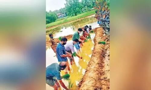 നെല്‍കൃഷിയില്‍ ഇരട്ടവരി നടീല്‍ രീതിയുമായി പോട്ടൂര്‍ പാടശേഖരം