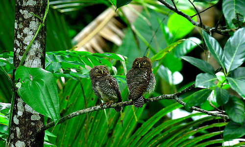 ലോക്​ഡൗൺ വിരുന്നുകാർ