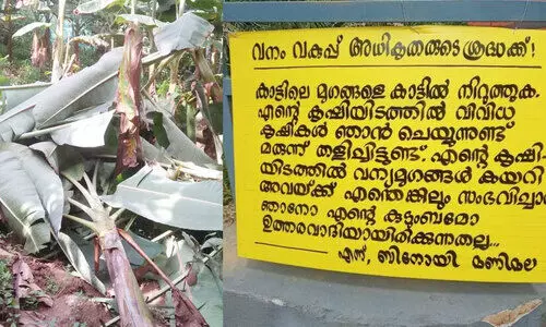 കൃഷിയിടം നശിപ്പിച്ച്​ വന്യ മൃഗങ്ങൾ; ഗത്യന്തരമില്ലാതെ കർഷകൻ ചെയ്​തത്​