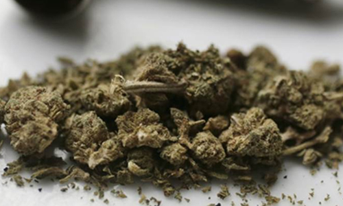 തൃത്താലയില്‍ കഞ്ചാവ് വേട്ട; 83 കിലോ പിടികൂടി