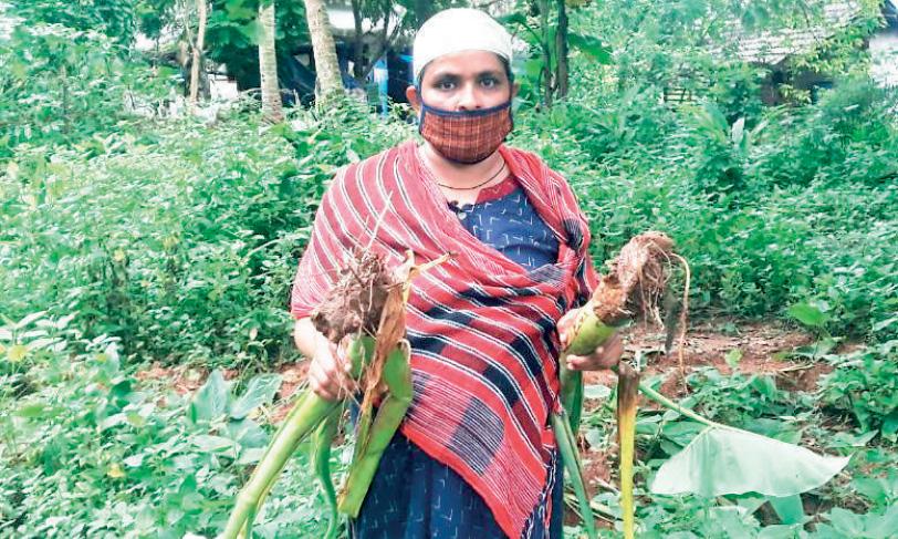 കാട്ടുപന്നി, കുരങ്ങ്; ദുരിതത്തിലായി കർഷക കാട്ടുപന്നി, കുരങ്ങ്; ദുരിതത്തിലായി കർഷക