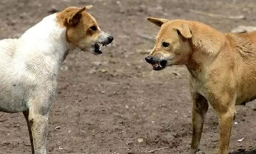 കല്ലേറ്റുങ്കരയില് നാലുപേര്ക്ക് പേപ്പട്ടിയുടെ കടിയേറ്റു കല്ലേറ്റുങ്കരയില് നാലുപേര്ക്ക് പേപ്പട്ടിയുടെ കടിയേറ്റു