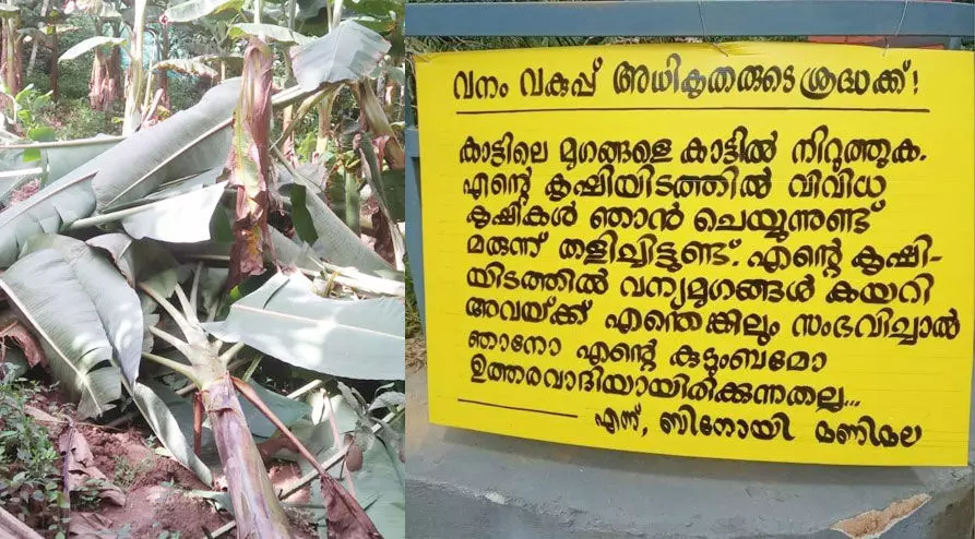 കൃഷിയിടം നശിപ്പിച്ച്​ വന്യ മൃഗങ്ങൾ; ഗത്യന്തരമില്ലാതെ കർഷകൻ ചെയ്​തത്​