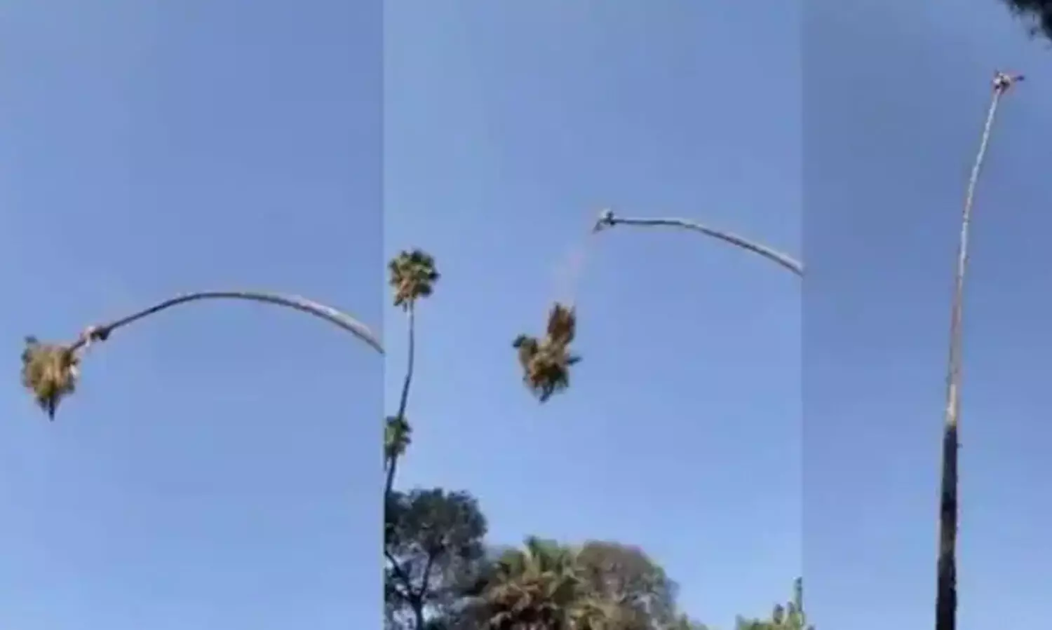 ഇരിക്കുന്ന കൊമ്പ്​ മുറിക്കുന്നത്​ കണ്ടിട്ടുണ്ടോ​?... ഇല്ലെങ്കിൽ കാണണം -video