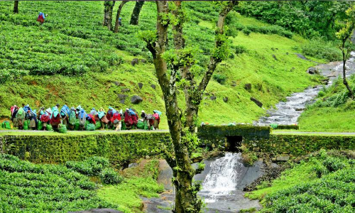 നെല്ലിയാമ്പതിയിലെ തൊഴിലാളി ജീവിതം പച്ചപിടിക്കാൻ ഇനി എത്ര നാൾ‍?
