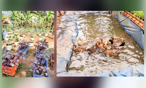 പശു, താറാവ്, കൃഷി... ഇത് മാതൃക മാലിന്യപ്ലാൻറ് പശു, താറാവ്, കൃഷി... ഇത് മാതൃക മാലിന്യപ്ലാൻറ്