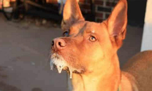 പേ​വി​ഷ​ബാ​ധ: രോഗലക്ഷണങ്ങള്‍ പ്രത്യക്ഷമായാല്‍ മരണം ഉറപ്പ്