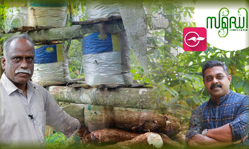 ഒരു തണ്ടിൽ മൂന്ന് മൂട് കപ്പ കൃഷിചെയ്യുന്നതു കാണണ്ടേ...