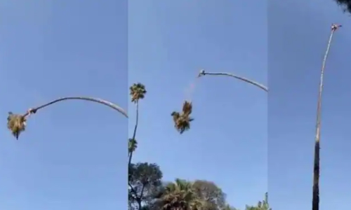 ഇരിക്കുന്ന കൊമ്പ്​ മുറിക്കുന്നത്​ കണ്ടിട്ടുണ്ടോ​?... ഇല്ലെങ്കിൽ കാണണം -video