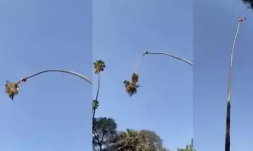 ഇരിക്കുന്ന കൊമ്പ്​ മുറിക്കുന്നത്​ കണ്ടിട്ടുണ്ടോ​?... ഇല്ലെങ്കിൽ കാണണം -video