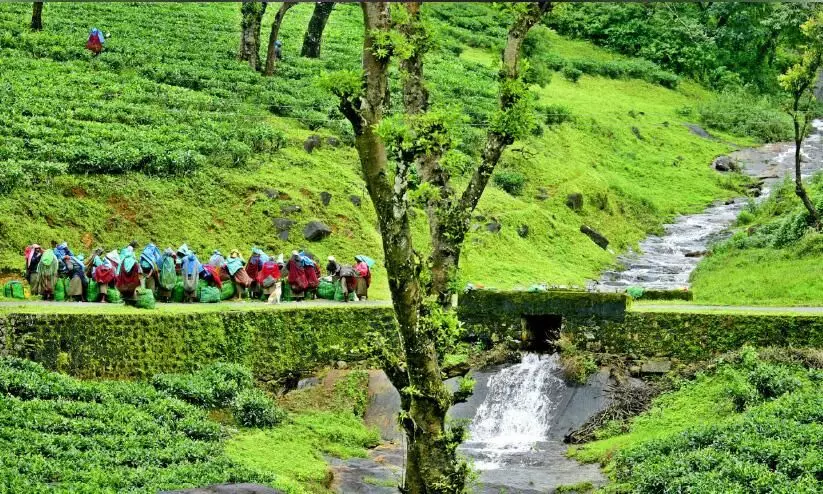 നെല്ലിയാമ്പതിയിലെ തൊഴിലാളി ജീവിതം പച്ചപിടിക്കാൻ ഇനി എത്ര നാൾ‍?