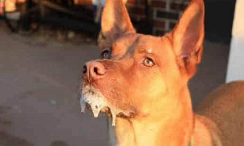 പേവിഷബാധ: രോഗലക്ഷണങ്ങള് പ്രത്യക്ഷമായാല് മരണം ഉറപ്പ് പേവിഷബാധ: രോഗലക്ഷണങ്ങള് പ്രത്യക്ഷമായാല് മരണം ഉറപ്പ്