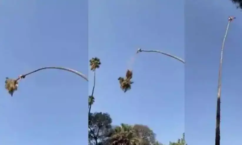 ഇരിക്കുന്ന കൊമ്പ്​ മുറിക്കുന്നത്​ കണ്ടിട്ടുണ്ടോ​?... ഇല്ലെങ്കിൽ കാണണം -video