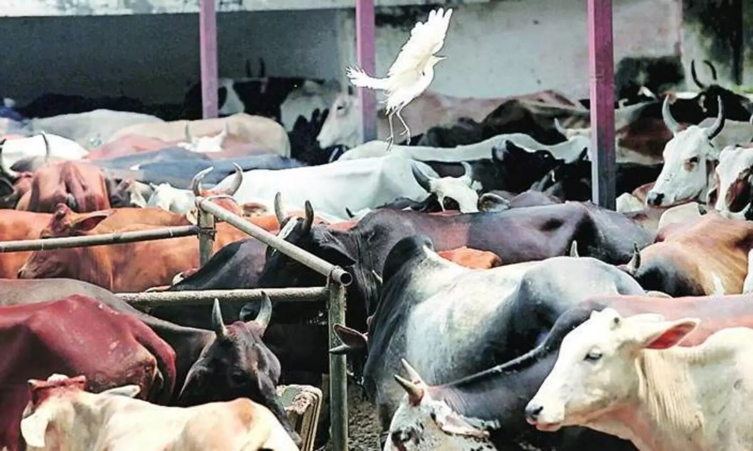 ശ്രീലങ്കയിൽ കന്നുകാലി കശാപ്പ്​ നിരോധിച്ചു