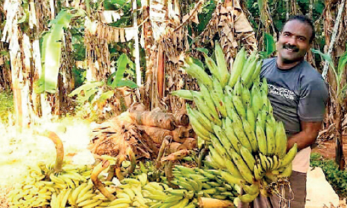 കാക്കിയിട്ട കർഷകന്‍റെ വാഴക്കുലകൾ അഗതി മന്ദിരത്തിലേക്ക്