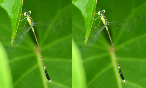 കണ്ണൂരിൽ പുതിയ ഇനം തുമ്പിയെ കണ്ടെത്തി; പ്ലാ​റ്റി​ലെ​സ്​​റ്റ​സ്​ കി​ര​ണി
