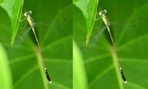 കണ്ണൂരിൽ പുതിയ ഇനം തുമ്പിയെ കണ്ടെത്തി; പ്ലാ​റ്റി​ലെ​സ്​​റ്റ​സ്​ കി​ര​ണി