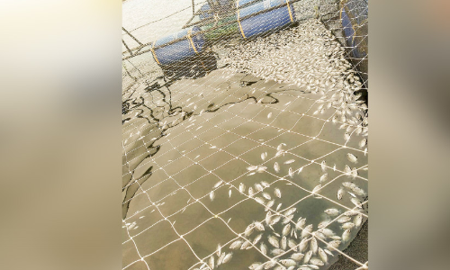 വിഷം കലർത്തി പിടിക്കാൻ ശ്രമം; ആറായിരത്തോളം കരിമീൻ കുഞ്ഞുങ്ങൾ ചത്തു