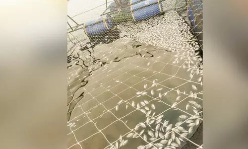 വിഷം കലർത്തി പിടിക്കാൻ ശ്രമം; ആറായിരത്തോളം കരിമീൻ കുഞ്ഞുങ്ങൾ ചത്തു