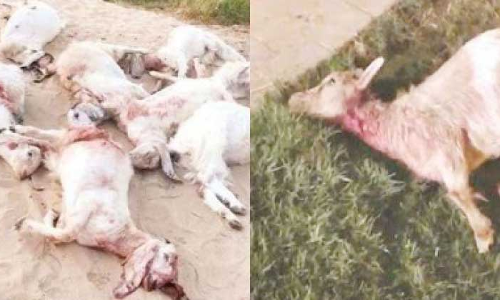 തെരുവുനായ് ആക്രമണം: 11 ആടുകൾ ചത്തു