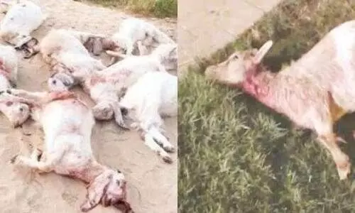 തെരുവുനായ് ആക്രമണം: 11 ആടുകൾ ചത്തു