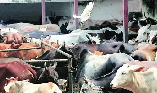 കന്നുകാലികൾക്കുനേരേ അതിക്രമം; പൊലീസ് നടപടിയില്ലെന്ന്