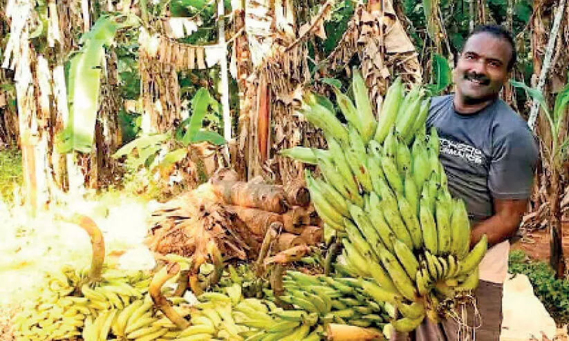 കാക്കിയിട്ട കർഷകന്‍റെ വാഴക്കുലകൾ അഗതി മന്ദിരത്തിലേക്ക്