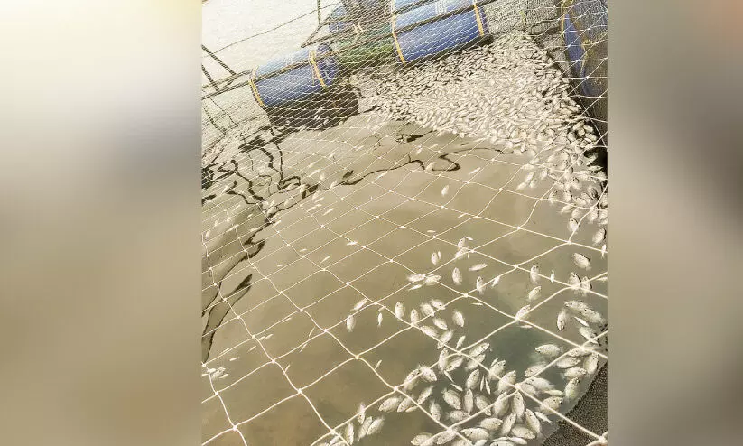 വിഷം കലർത്തി പിടിക്കാൻ ശ്രമം; ആറായിരത്തോളം കരിമീൻ കുഞ്ഞുങ്ങൾ ചത്തു വിഷം കലർത്തി പിടിക്കാൻ ശ്രമം; ആറായിരത്തോളം കരിമീൻ കുഞ്ഞുങ്ങൾ ചത്തു