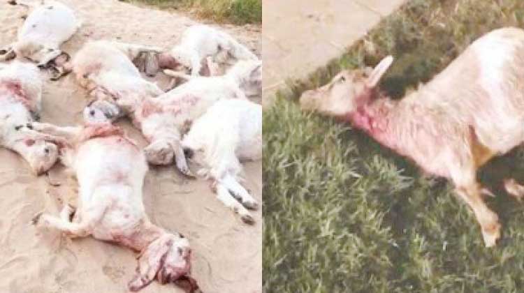 തെരുവുനായ് ആക്രമണം: 11 ആടുകൾ ചത്തു തെരുവുനായ് ആക്രമണം: 11 ആടുകൾ ചത്തു